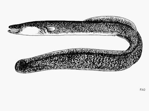 Image of African mottled eel