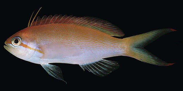 Image of Threadfin anthias