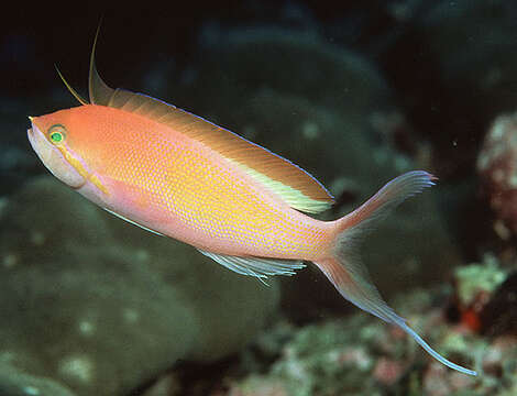 Image of Threadfin anthias