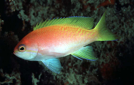 Imagem de Pseudanthias bimaculatus (Smith 1955)