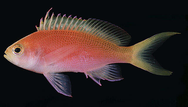 Imagem de Pseudanthias pulcherrimus (Heemstra & Randall 1986)