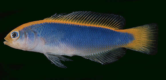 Image de Pseudochromis à dos jaune