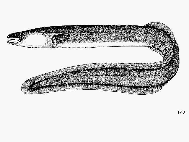 Image of Black fin eel