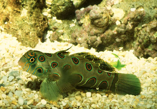 Image of Picturesque dragonet