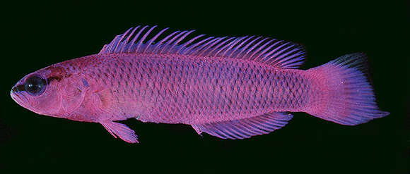 Image de Pseudochromis de Mer Rouge