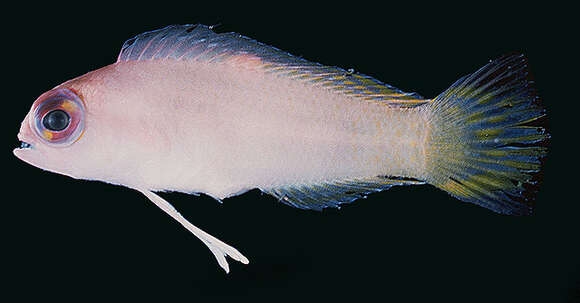 Image of Pectinochromis