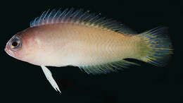 Image of Pectinochromis lubbocki (Edwards & Randall 1983)