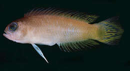 Image of Pectinochromis