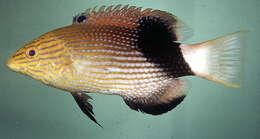 Image of Blackfin hogfish