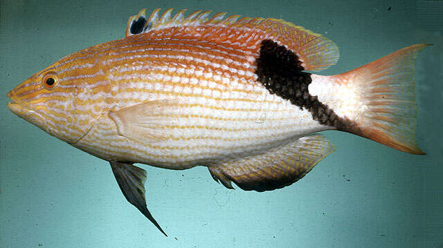 Image of Blackfin hogfish