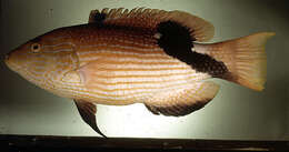 Image of Blackfin hogfish