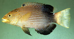 Image of Blackfin hogfish