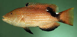 Image of Blackfin hogfish