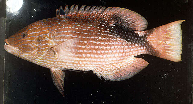 Image of Blackfin hogfish