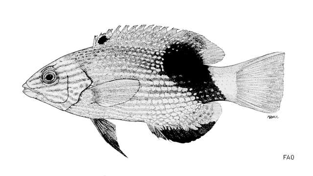 Image of Blackfin hogfish