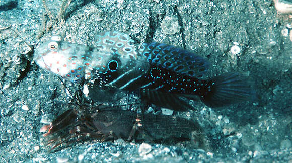 Image of Harlequin prawn-goby