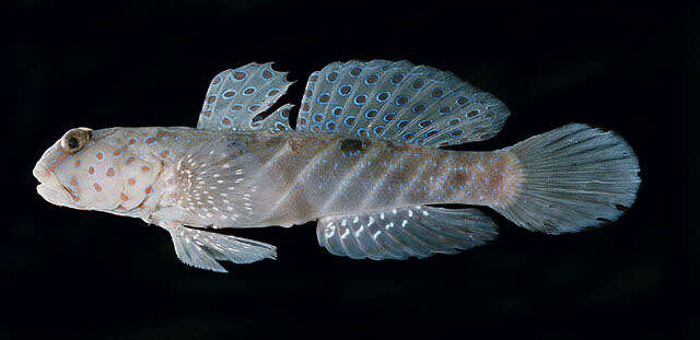 Image of Harlequin prawn-goby