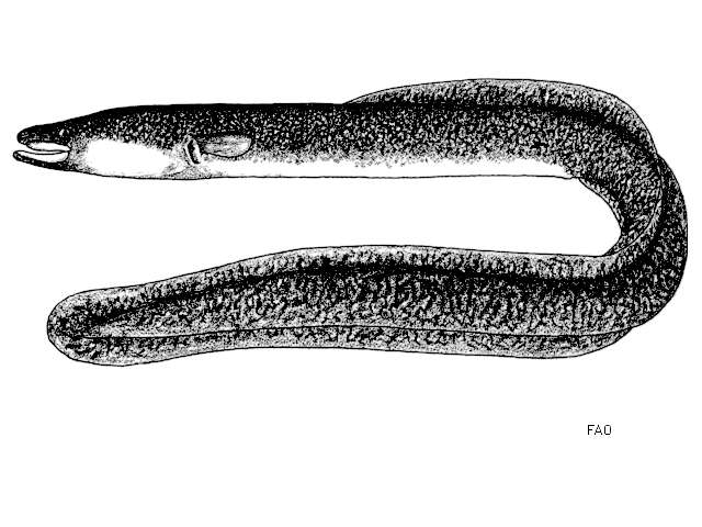 Image of Giant Long-finned Eel