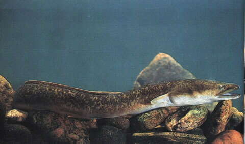 Image of Giant Long-finned Eel