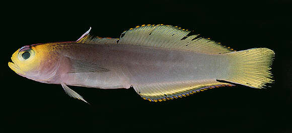 Image of Helfrich's dartfish