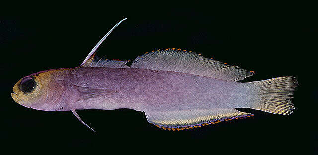 Image of Helfrich's dartfish