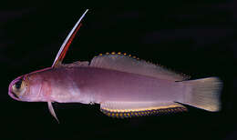 Image of Helfrich's dartfish