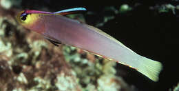 Image of Helfrich's dartfish