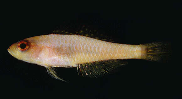 Image of Cave dwarfgoby