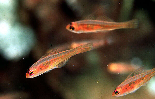 Image of Cave dwarfgoby