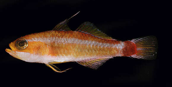 Image of Blue-striped cave dwarfgoby