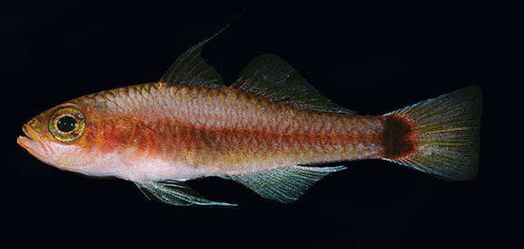 Image of Blue-striped cave dwarfgoby