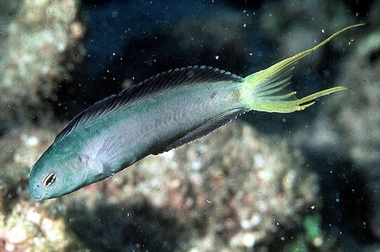 Image of Mozambique Fangblenny