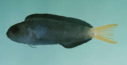 Image of Mozambique Fangblenny