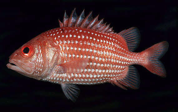 Image of Pristilepis