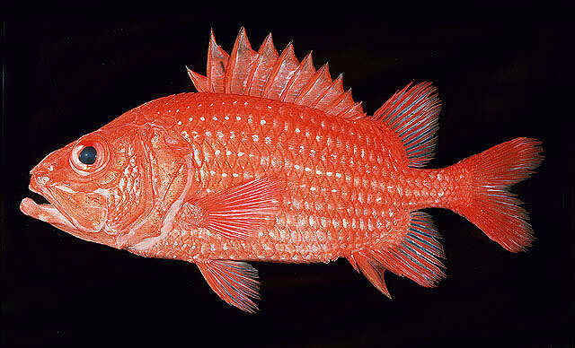 Image of Pristilepis