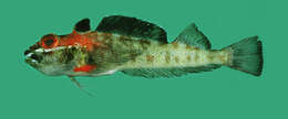 Image of Volcano triplefin