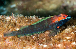 Image of Volcano triplefin