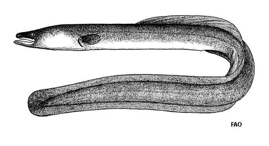 Image of African longfin eel