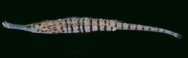 Image of Barred short-bodied pipefish