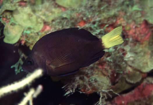 Image of Sheephead