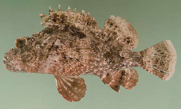 Image of Bearded scorpionfish