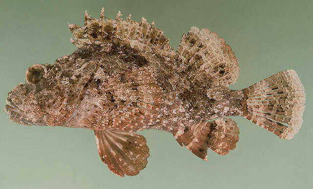 Image of Bearded scorpionfish