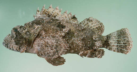 Image of Bearded scorpionfish