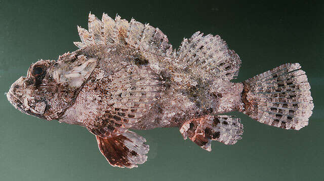 Image of Bearded scorpionfish