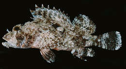 Image of Bearded scorpionfish