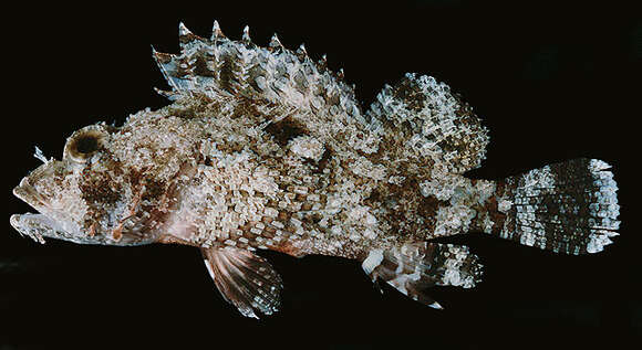 Image of Bearded scorpionfish