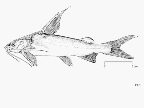 Image of Nemapteryx