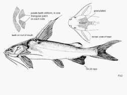 Image de Nemapteryx