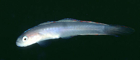 Image of Helen&#39;s dartfish