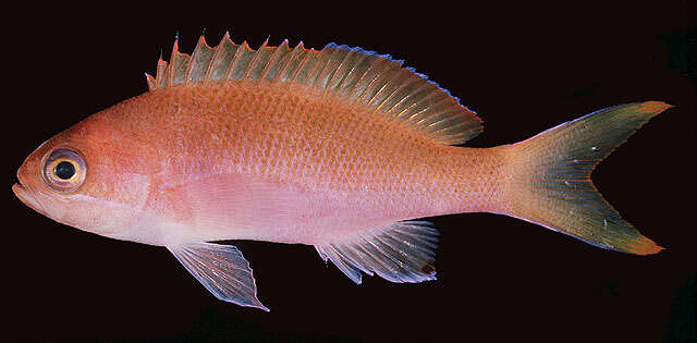 Image of Pseudanthias taeniatus (Klunzinger 1884)